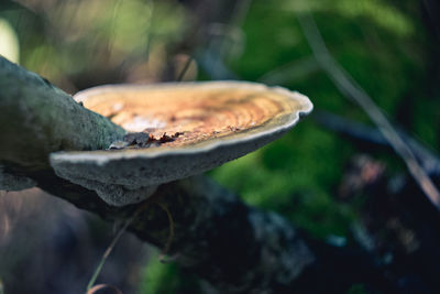 Close-up of mushroom