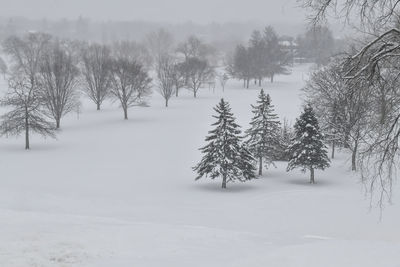 Trees on snow covered landscape