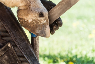 Horse farrier at work - trims and shapes a horse's hooves using rasper and knife. details of  hoof.