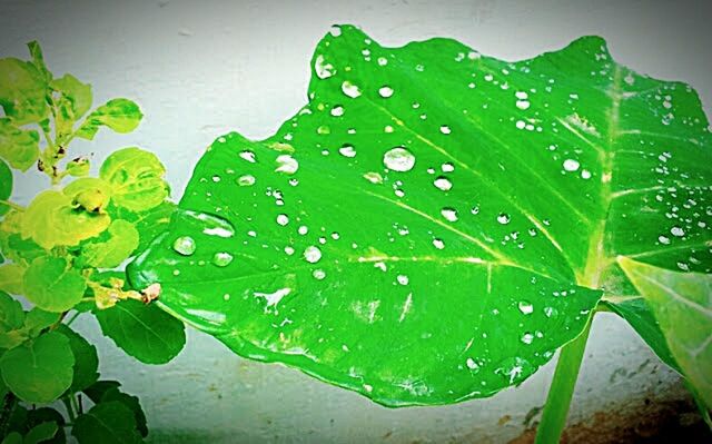 leaf, leaf vein, green color, close-up, growth, drop, plant, nature, wet, freshness, leaves, fragility, beauty in nature, natural pattern, focus on foreground, season, day, green, dew, no people