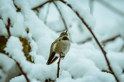 Close-up of bird perching on branch