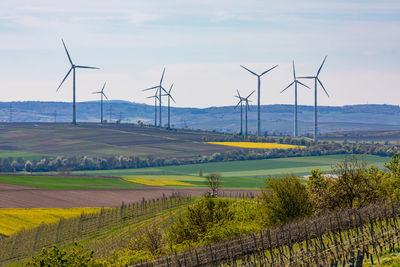 Landscape with vines and fields in front of countless wind turbines on the horizon in rhineland