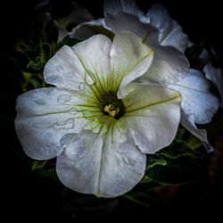 Close-up of wet white flowering plant