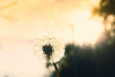 Close-up of dandelion on field against sky