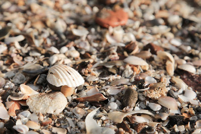 Close-up of seashells on beach