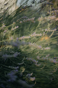 Close-up of flowering plant