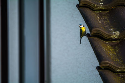 Bird perching on roof