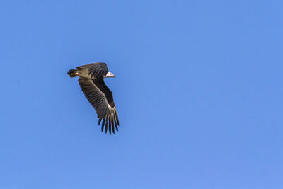 Low angle view of bird flying against clear blue sky