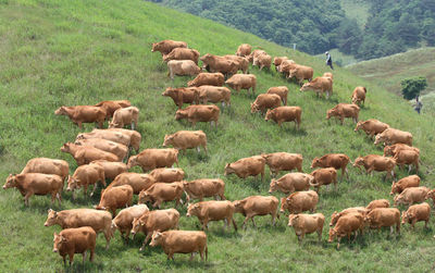 Flock of sheep on field
