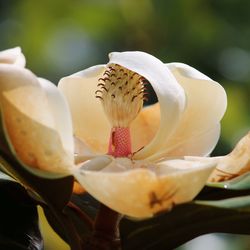 Close-up of white flowers