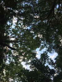 Low angle view of trees against sky