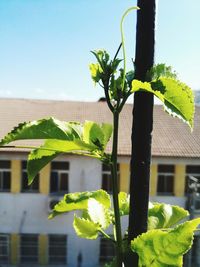 Close-up of plant against building