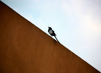 Low angle view of bird perching on roof