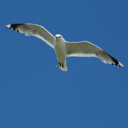 Low angle view of seagull flying against clear blue sky