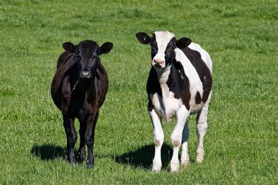 Cow standing in a field