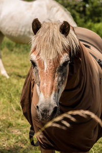 Close-up of a horse