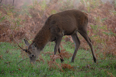 View of deer grazing on field