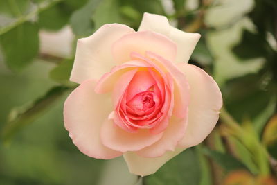 Close-up of pink rose