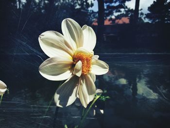 Close-up of white flower