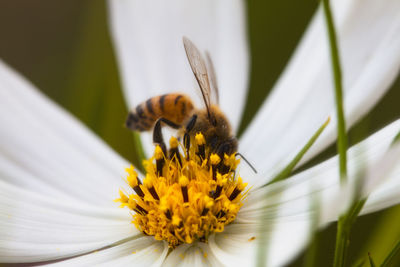 Close-up of bee on yellow flower