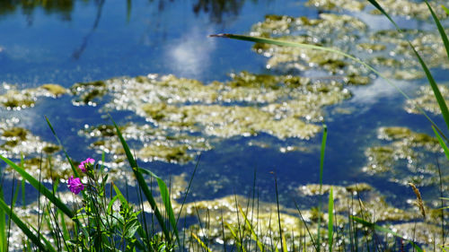 Close-up of flower in lake