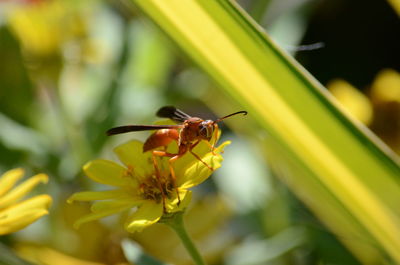 Close-up of insect on yellow flower