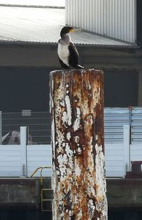 Close-up of bird perching on metal