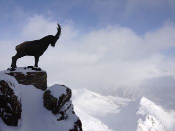 Goat standing on snow covered mountain against sky