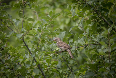 Bird perching on a tree