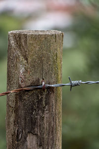 Close-up of bird perching on wooden post