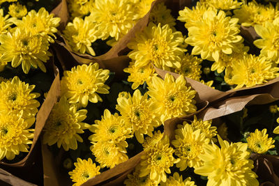 Close-up of yellow flowers