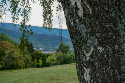 Scenic view of pine trees in forest