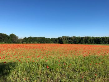 Scenic view of flowering plants on field against clear blue sky