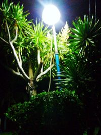 Plants and trees at night