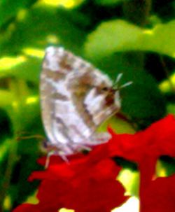 Close-up of leaves against blurred background