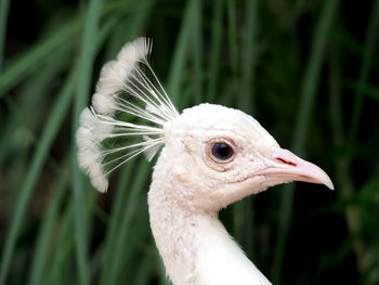 Close-up of white peacock