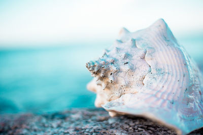 Close-up of seashell on rock at beach against sky