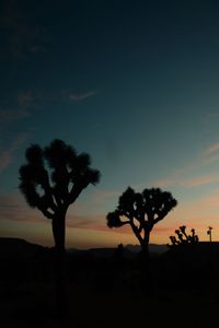 Silhouette trees on landscape at sunset