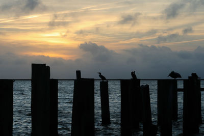 Silhouette birds perching on wooden post in sea against sky