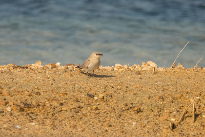 Seagull perching on a beach