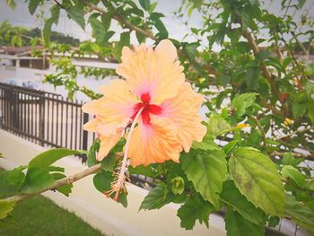 Close-up of hibiscus flower