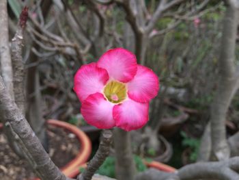 Close-up of pink flower blooming outdoors