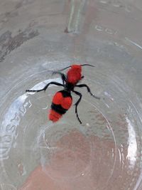 High angle view of red bird