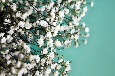 Low angle view of white flowers on tree