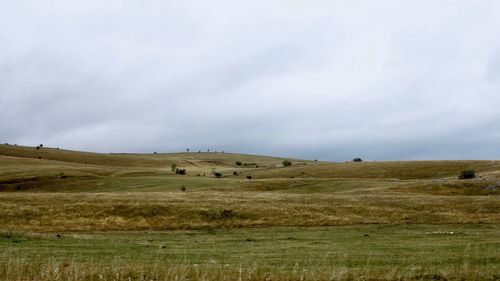 Sheep grazing on field against sky