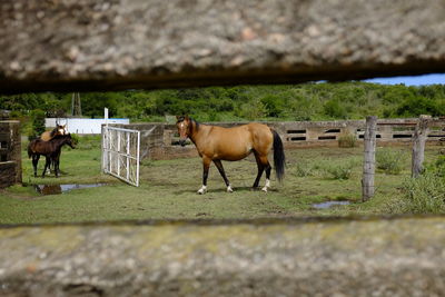 Horses standing in ranch