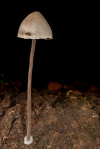 soil