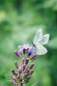 Close-up of butterfly pollinating on purple flower