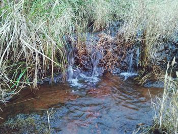 Scenic view of river flowing in forest