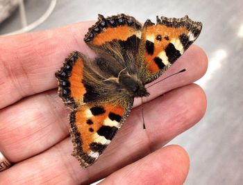 Close-up of butterfly on hand